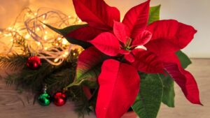 6 Best traditional Christmas Flowers and Plants