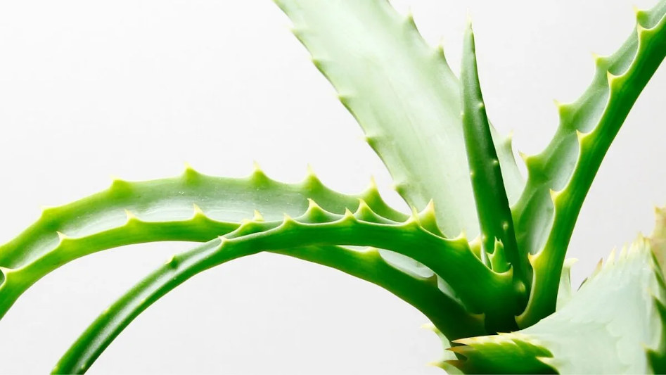How to grow and care for an aloe plant?