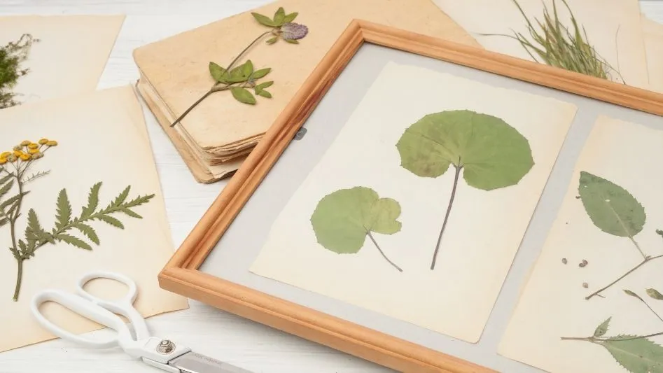 Drying flowers and plants in a book - herbarium method