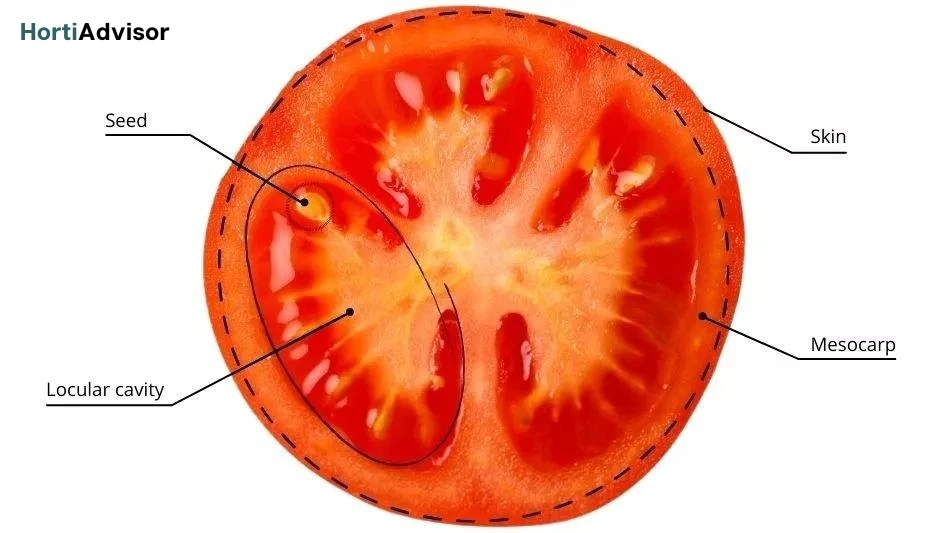 The structure of the tomato fruit