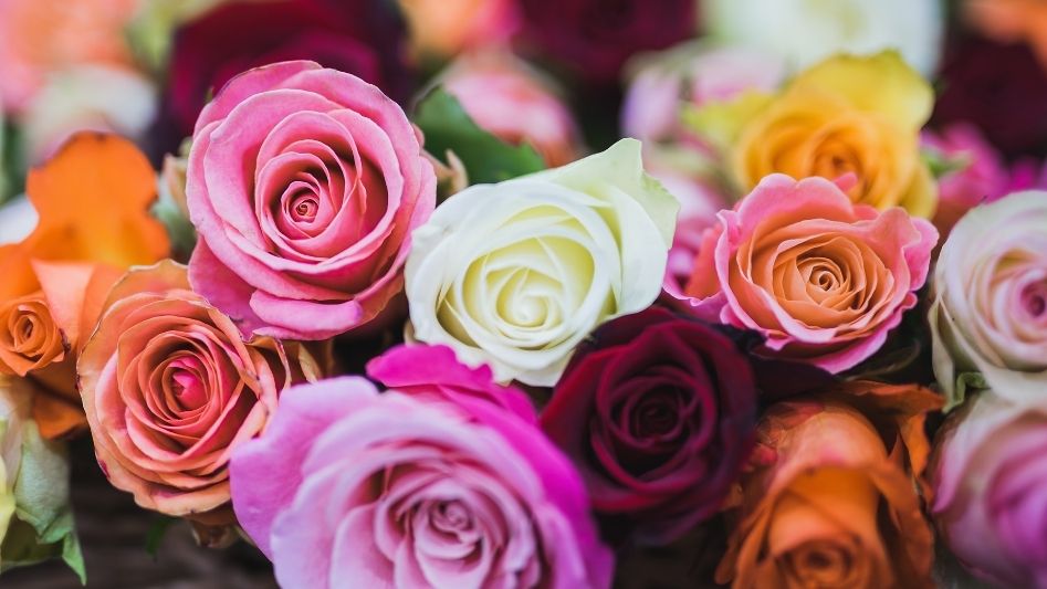 Rose color meanings: The hidden symbolism of every rose color