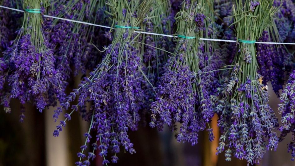 How to dry lavender?