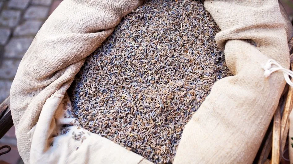 How to store dried lavender?