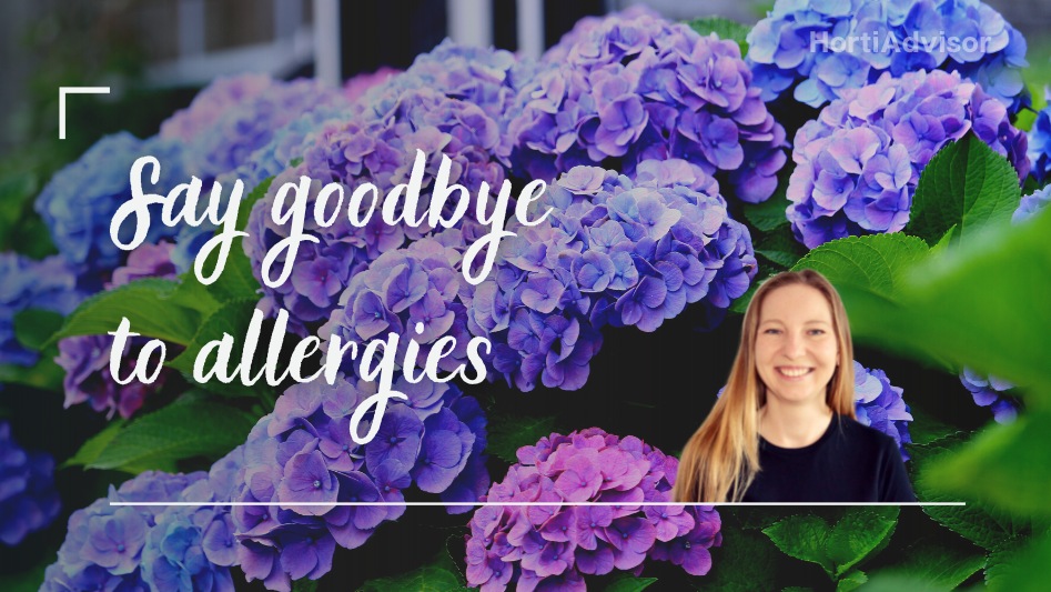 15 Best Hypoallergenic Flowers for Your Allergy Friendly Garden