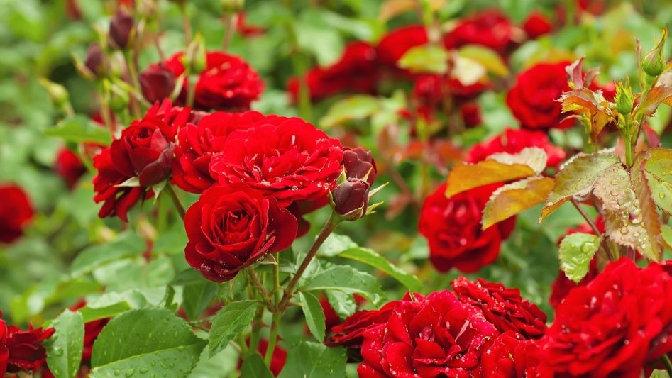 Roses - hypoallergenic flowers