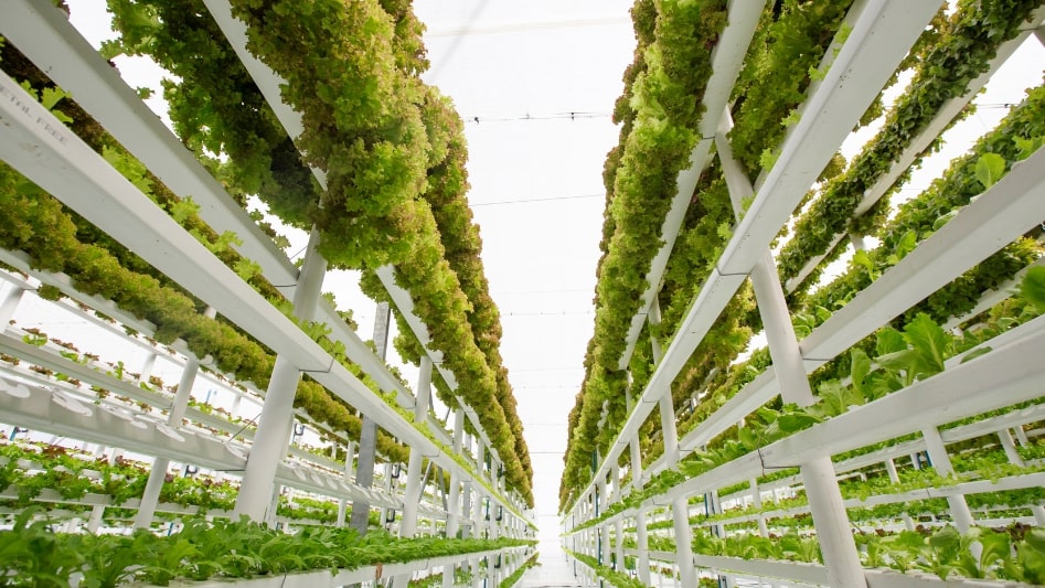 Is hydroponic farming the future of food production?