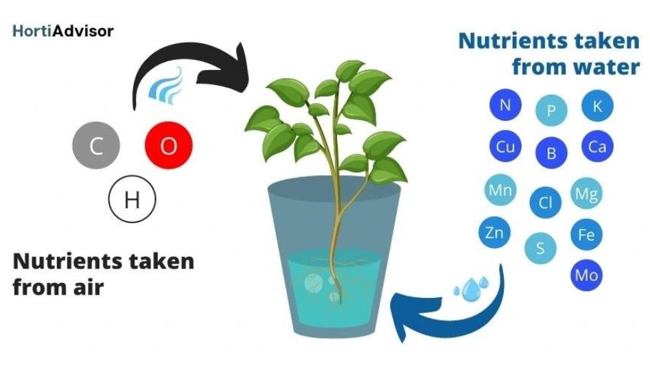 Absorption of nutrients by plants in hydroponics