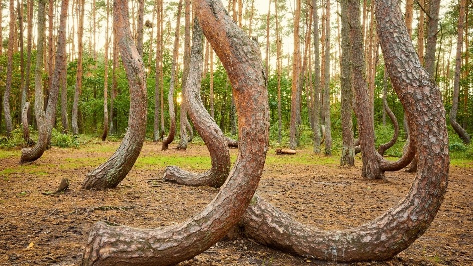 The Crooked Forest - a natural monument or an anthropogenic creation?