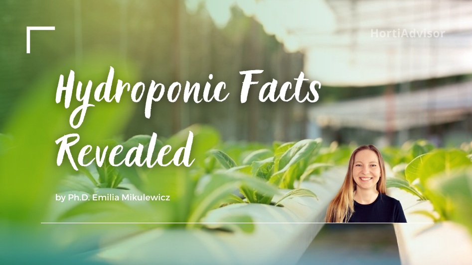 Is Hydroponics Organic? Debunking the Myths & Exploring the Facts