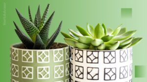 Is Aloe Vera a Cactus or Succulent: Classifying the Aloe Plant