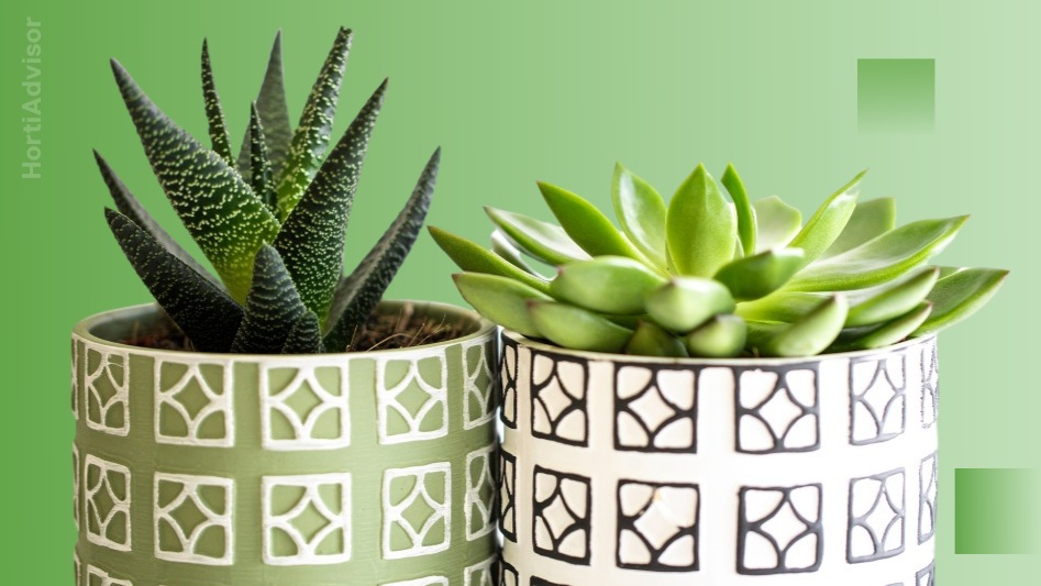 Is aloe vera a cactus or a succulent plant?