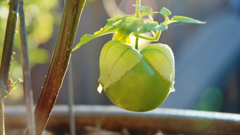 What is a tomatillo and how it's different from a tomato?