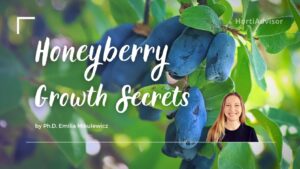 The Ultimate Guide to Honeyberry Plants: Planting, Growing, and Caring