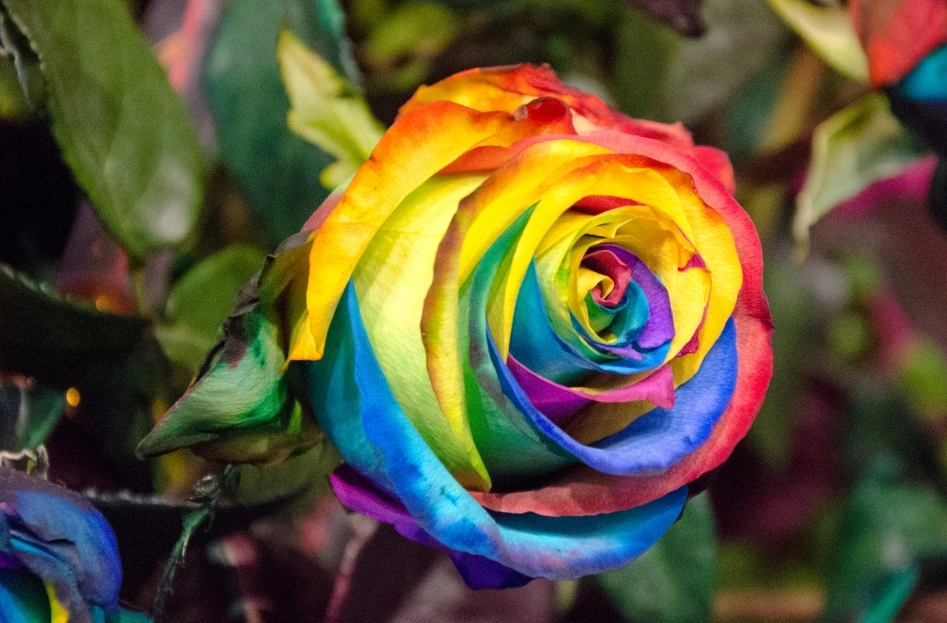 Multicolored rose