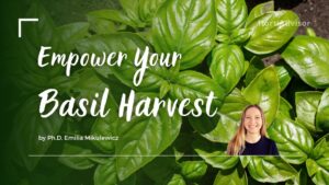 The Complete Basil Plant Guide: Growing, Care & Harvest Tips