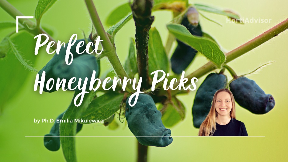 Image of Honeyberry companion plants with sunflowers