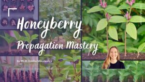 Unlock Honeyberry Propagation Success: From Cuttings to Layering