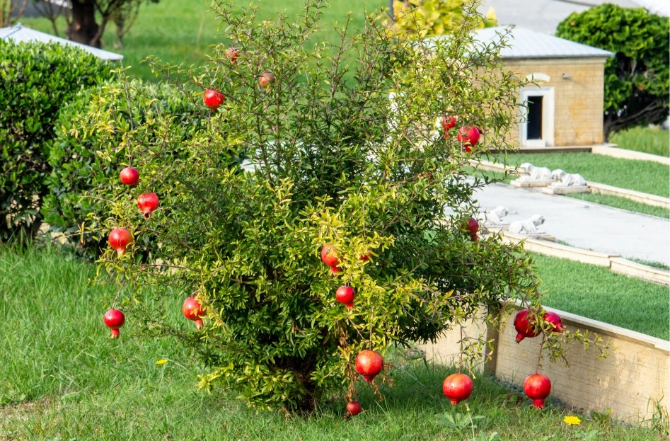 Pomegranate tree with red fruit