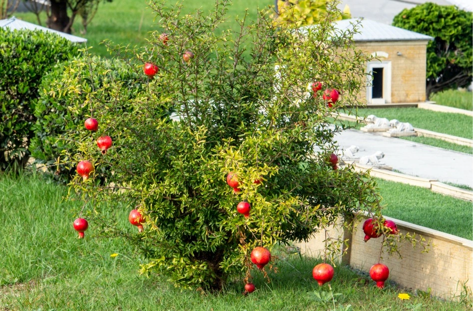 Ripe pomegranate seeds aren't always red, Home and Garden