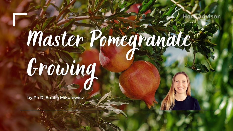 How to Plant, Grow, and Care for Pomegranate Trees?